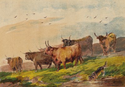 Highland Cattle af English School