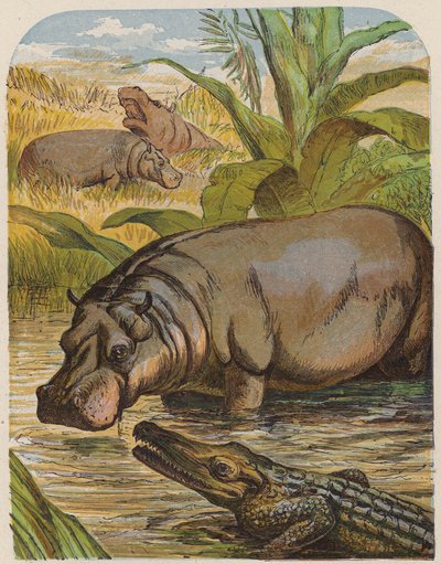 Flodhest og krokodille (farvelitografi) af English School