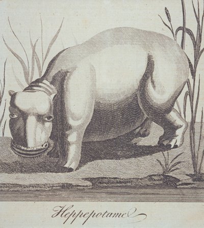 Hippopotamus, fra The Gentlemans Magazine, udgivet i december 1772 af English School