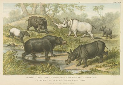 Flodhest, næsehorn og tapir (farvet indgravering) af English School
