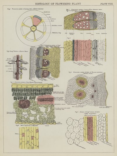 Histologi af blomstrende plante (farve litho) af English School