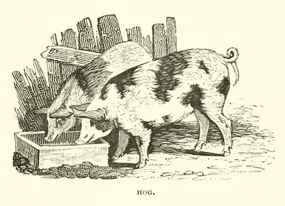 Hog (engraving) af English School