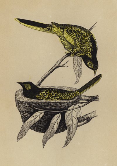 Honning-spiser (farve litho) af English School