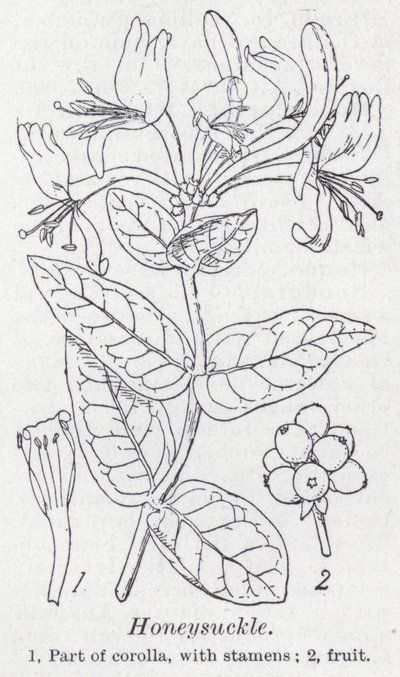 Honeysuckle (litho) af English School