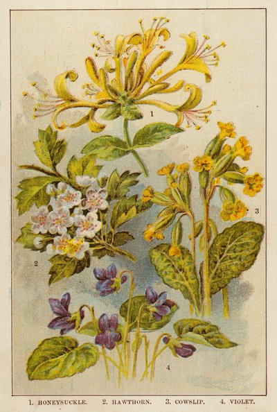 Kaprifolie, tjørn, kodriver, viol (farvelitografi) af English School