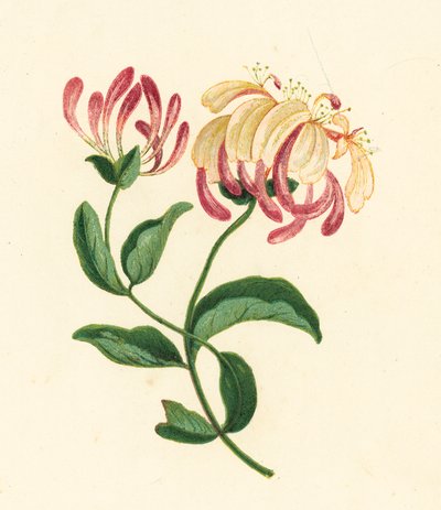 Kaprifolium, Lonicera Periclymenum (farvelitografi) af English School