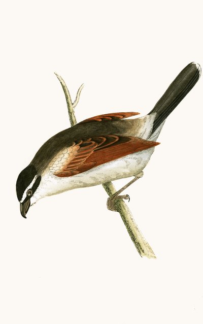 Hooded Shrike, illustration fra 