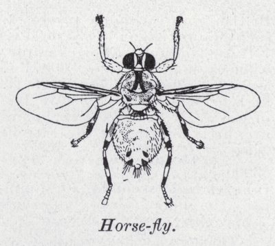 Hesteflue (litho) af English School