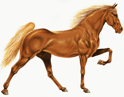 Hest af English School
