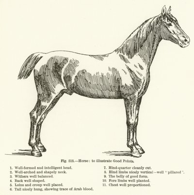 Hest, for at illustrere gode pointer af English School