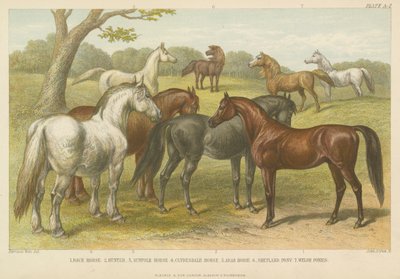 Pferde und Ponys (Farbgravur) von English School