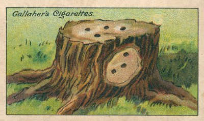 Sådan dræber du en træstub (chromolitho) af English School