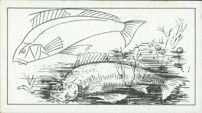 Sådan tegner man: Aborren (litho) af English School