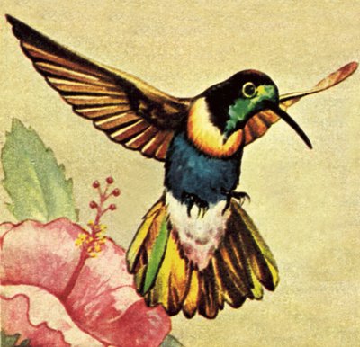 Hummingbird af English School