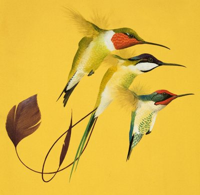Humming Birds (gouache på papir) af English School