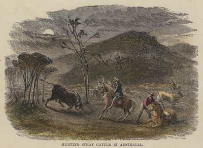 Jagt herreløse kvæg i Australien (farvet indgravering) af English School