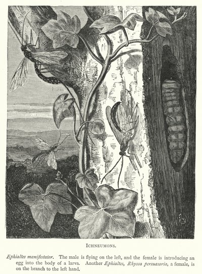 Ichneumons (gravering) af English School