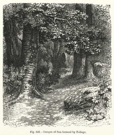 Billeder af sol dannet af løv (gravering) af English School