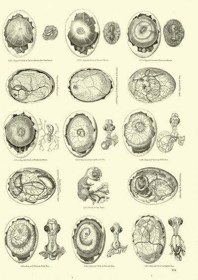 Inkubation af en kylling, Side fra The Pictorial Museum of Animated Nature af English School