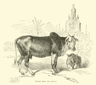 Indian Zebu, Bos indicus  af English School