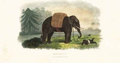 Indisk barn efterladt under beskyttelse af en lænket elefant, mens forældrene fouragerer i skoven efter mad af English School