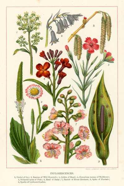 Blomsterstande (farvelitografi) af English School