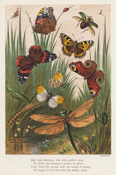 Insekter (farvelitografi) af English School