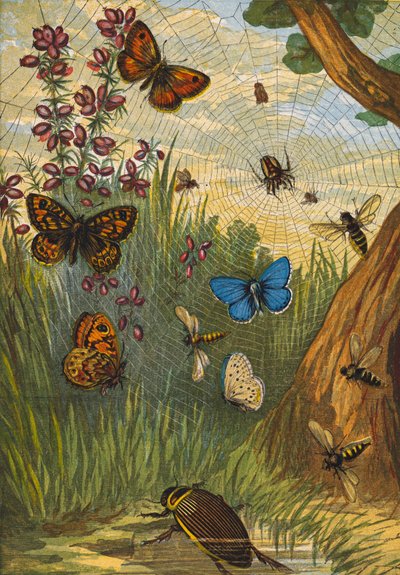 Insekter (farvelitografi) af English School