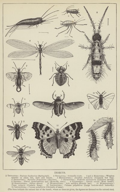 Insekter (gravering) af English School