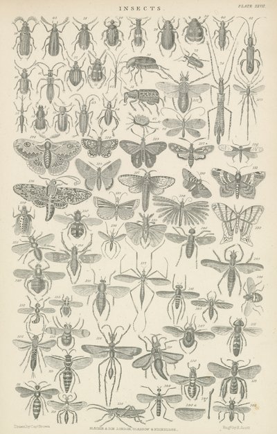 Insekter (gravering) af English School