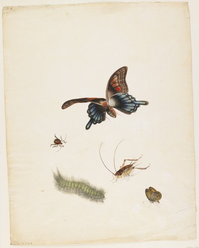 Insekter, ca. 1805 (sort blæk, wc & grafit på papir) af English School