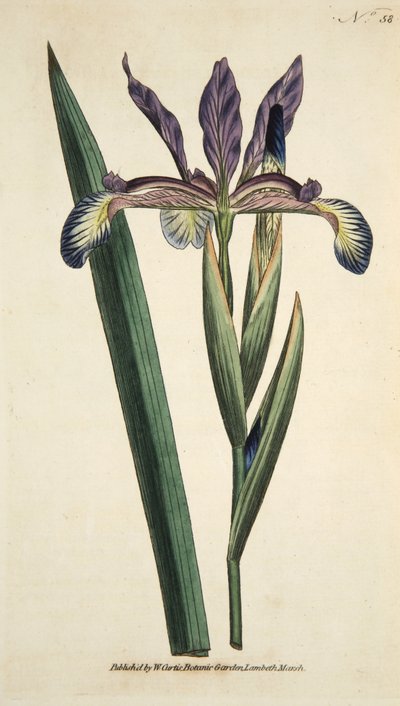 Iris Spuria (Spurious Iris), fra The Botanical Magazine eller Flower Garden Displayed, pub. 1790 (håndfarvet gravering) af English School