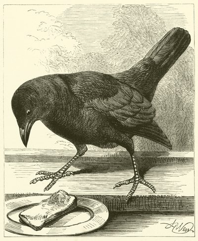 Jackdaw (gravering) af English School