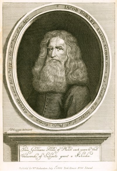 Jacob Bobart af English School