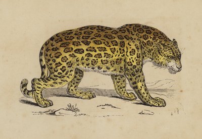 Jaguar (farve litho) af English School