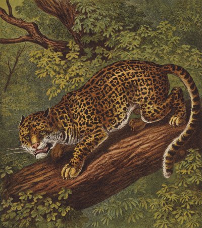 Jaguar (farve litho) af English School