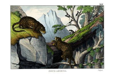 Jaguar af English School