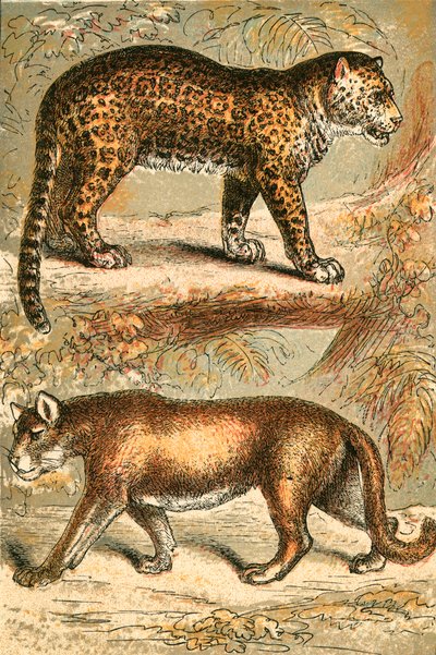 Jaguar og Puma af English School