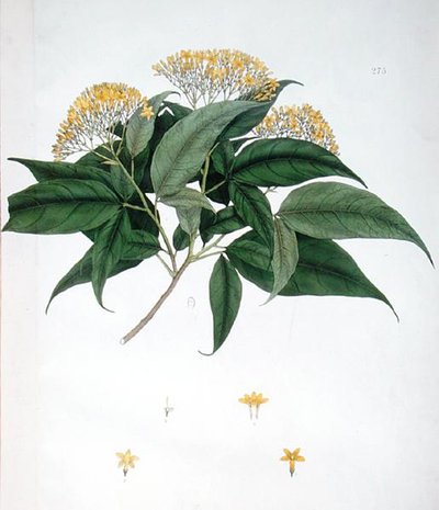 Jasminum Heterophyllum (farve litho) af English School