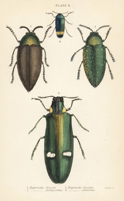 Juvelbiller: Buprestis chrysis 1, Buprestis sternicornis 2, Buprestis bicolor 3, Buprestis amoena 4 af English School