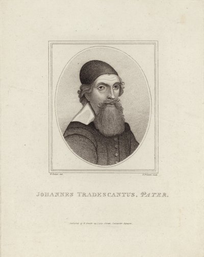 Johannes Tradescantus Pater af English School