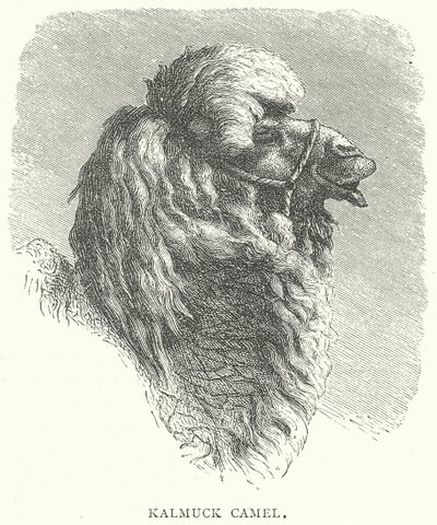 Kalmuck-kamel (gravering) af English School