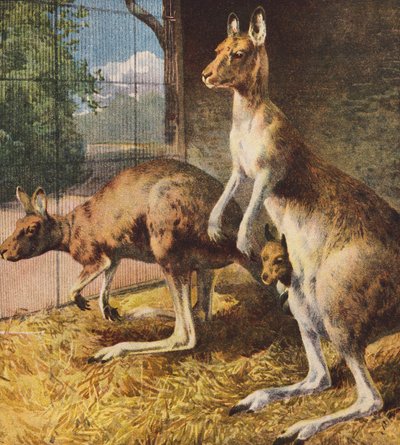 Kænguruer (farvelitografi) af English School