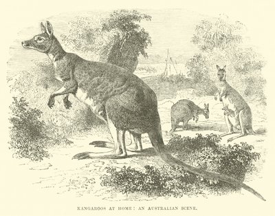 Kænguruer derhjemme, en australsk scene af English School
