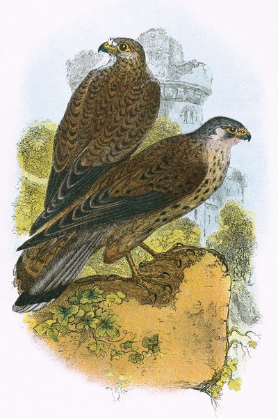 Kestrel af English School