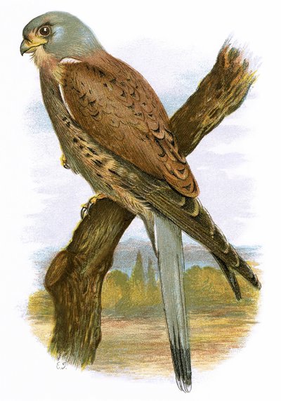 Kestrel af English School