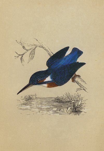 Isfugl (farvelitografi) af English School