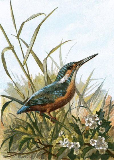 Isfugl af English School