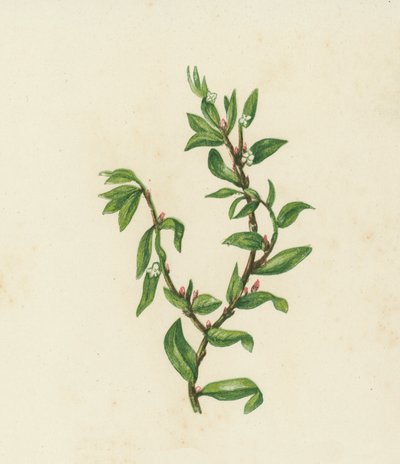 Knopgræs, Polygonum Aviculare (farvelitografi) af English School