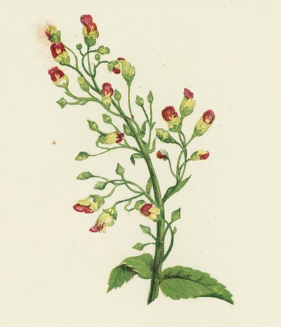 Knudret figenurt, Scrophularia Nodosa (farvelitografi) af English School